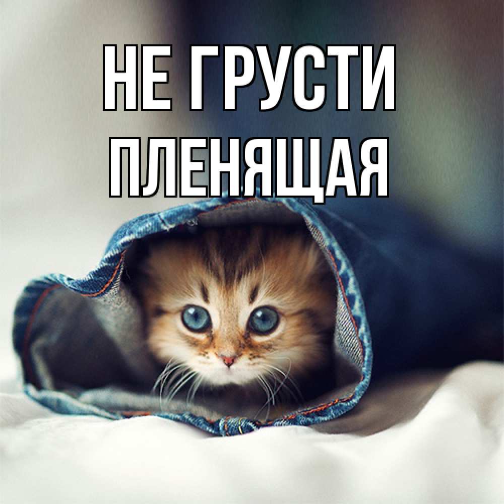 Открытка на каждый день с именем, пленящая Не грусти кот в одежде Прикольная открытка с пожеланием онлайн скачать бесплатно 