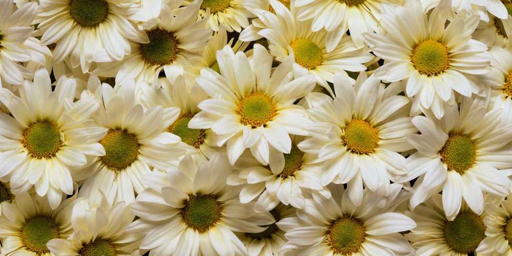 Открытка на каждый день с именем, Левон Хорошего настроения крупные ромашки Прикольная открытка с пожеланием онлайн скачать бесплатно 