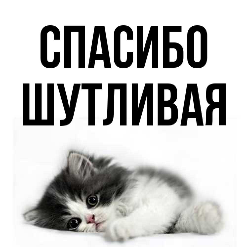 Открытка на каждый день с именем, Шутливая Спасибо черный и белый кот Прикольная открытка с пожеланием онлайн скачать бесплатно 