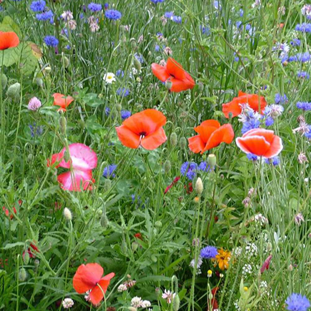 Открытка на каждый день с именем, барбариска C 8 МАРТА международный женский день 4 Прикольная открытка с пожеланием онлайн скачать бесплатно 