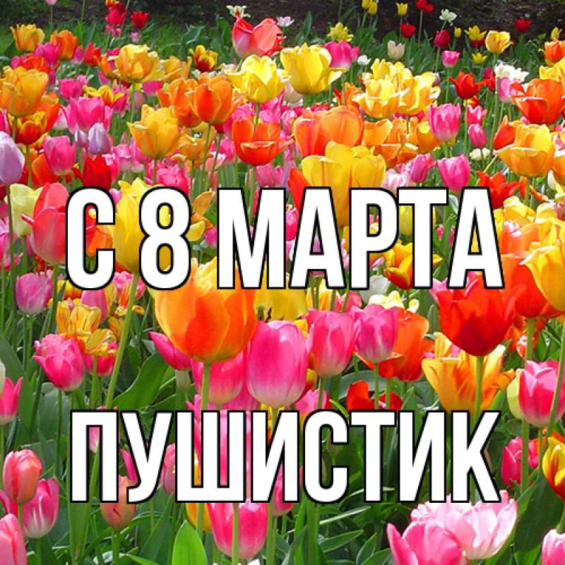 Картинка C 8 МАРТА, Пушистик