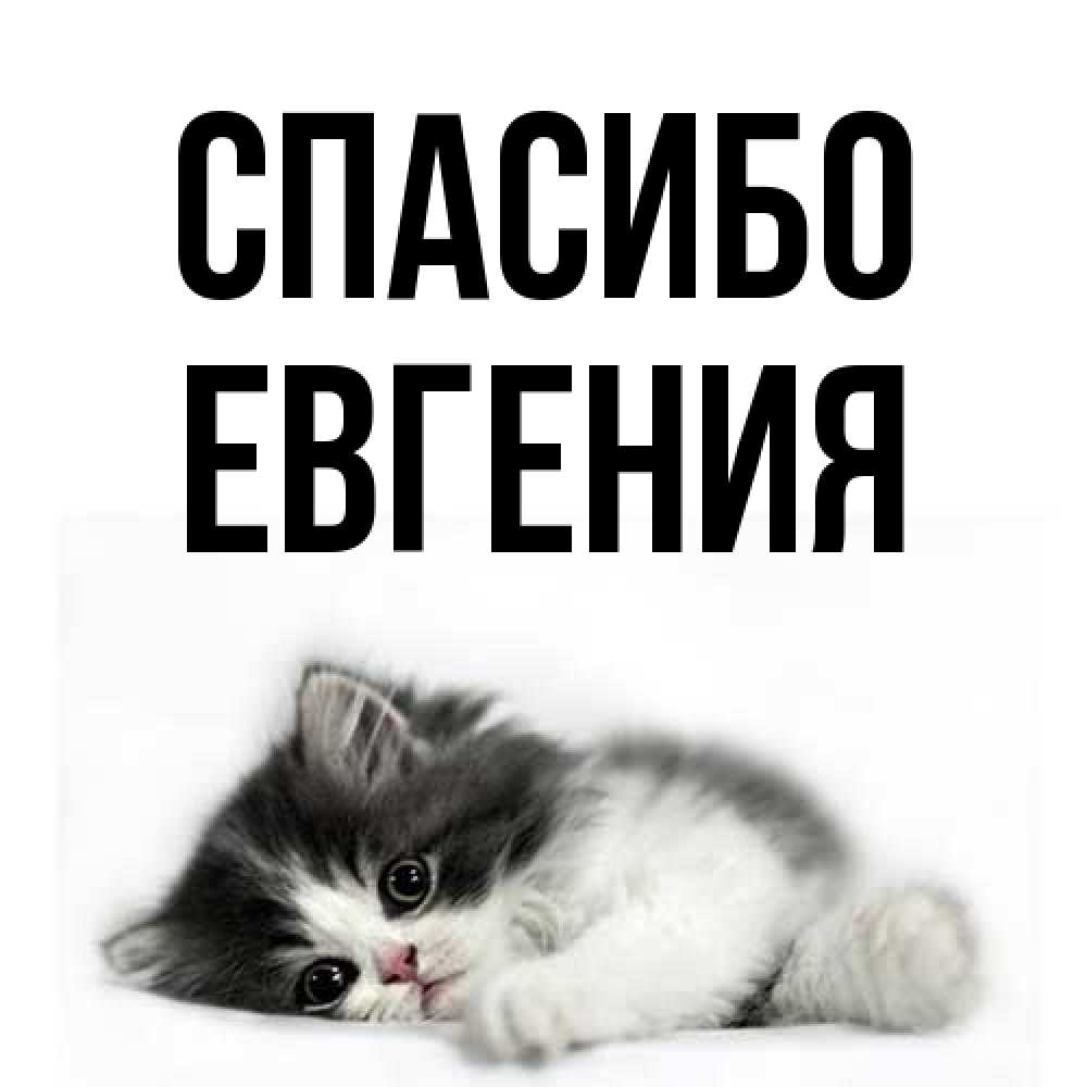 Открытка на каждый день с именем, Евгения Спасибо черный и белый кот Прикольная открытка с пожеланием онлайн скачать бесплатно 