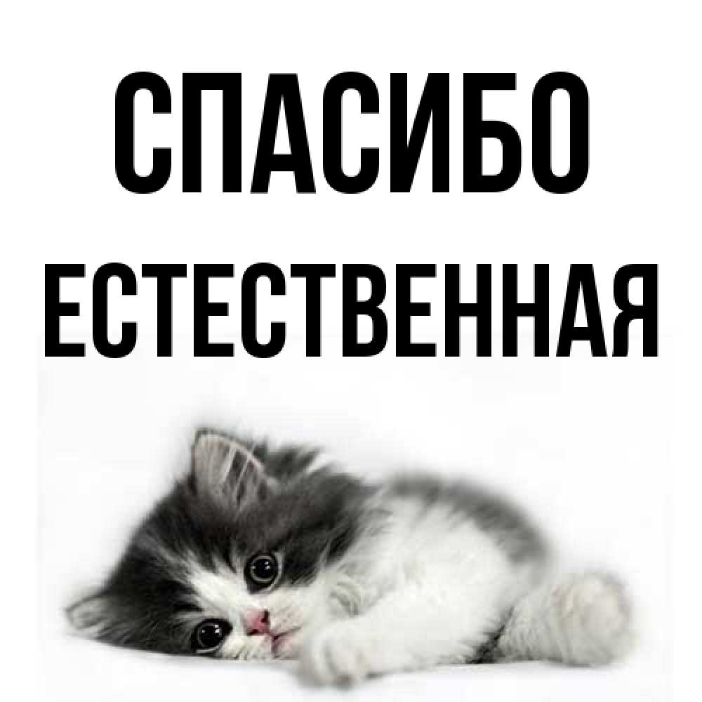 Открытка на каждый день с именем, Естественная Спасибо черный и белый кот Прикольная открытка с пожеланием онлайн скачать бесплатно 