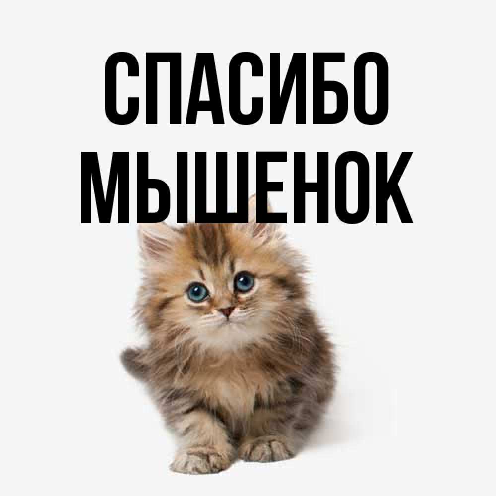 Открытка на каждый день с именем, Мышенок Спасибо пушистый котик Прикольная открытка с пожеланием онлайн скачать бесплатно 