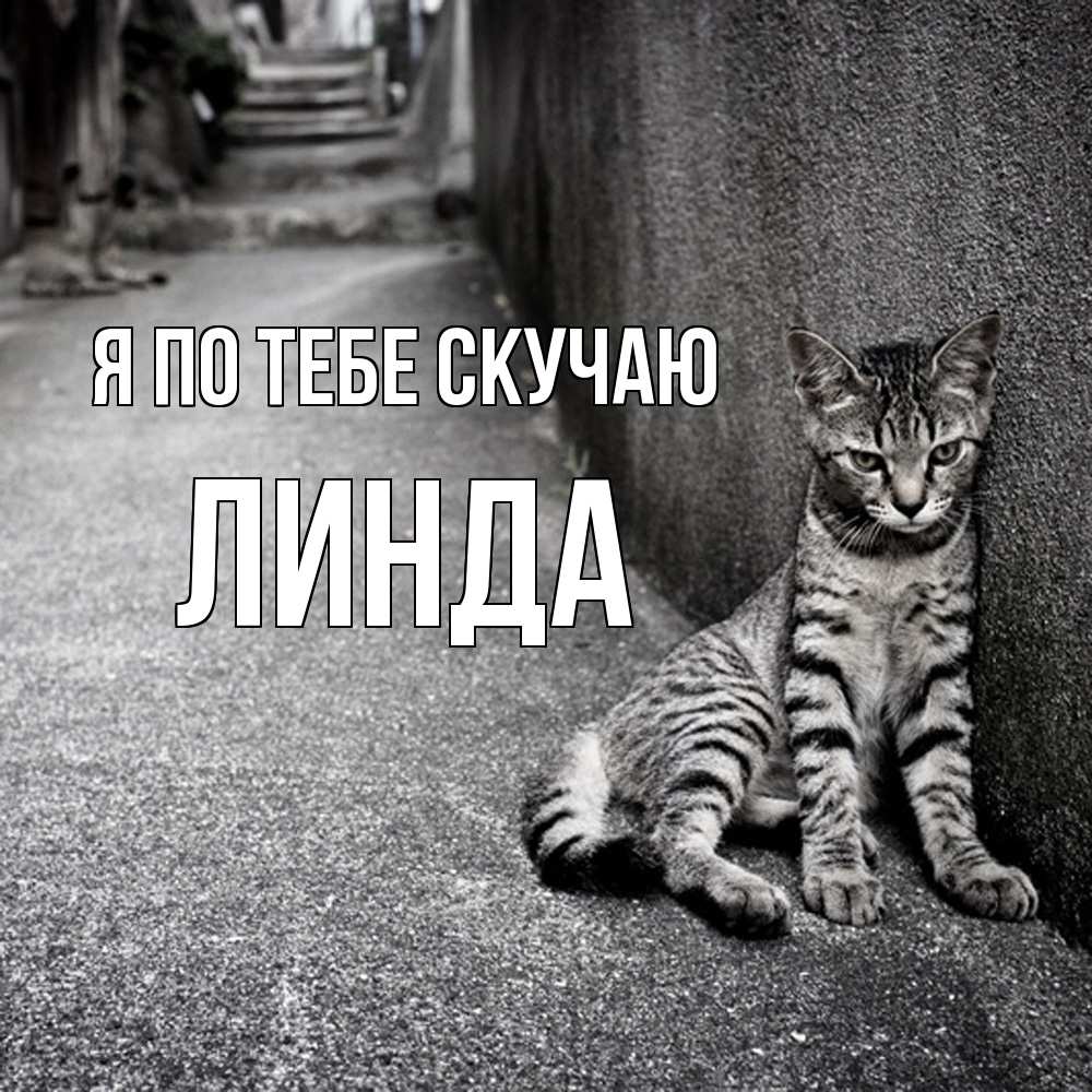 Открытка на каждый день с именем, Линда Я по тебе скучаю одиноко котику Прикольная открытка с пожеланием онлайн скачать бесплатно 