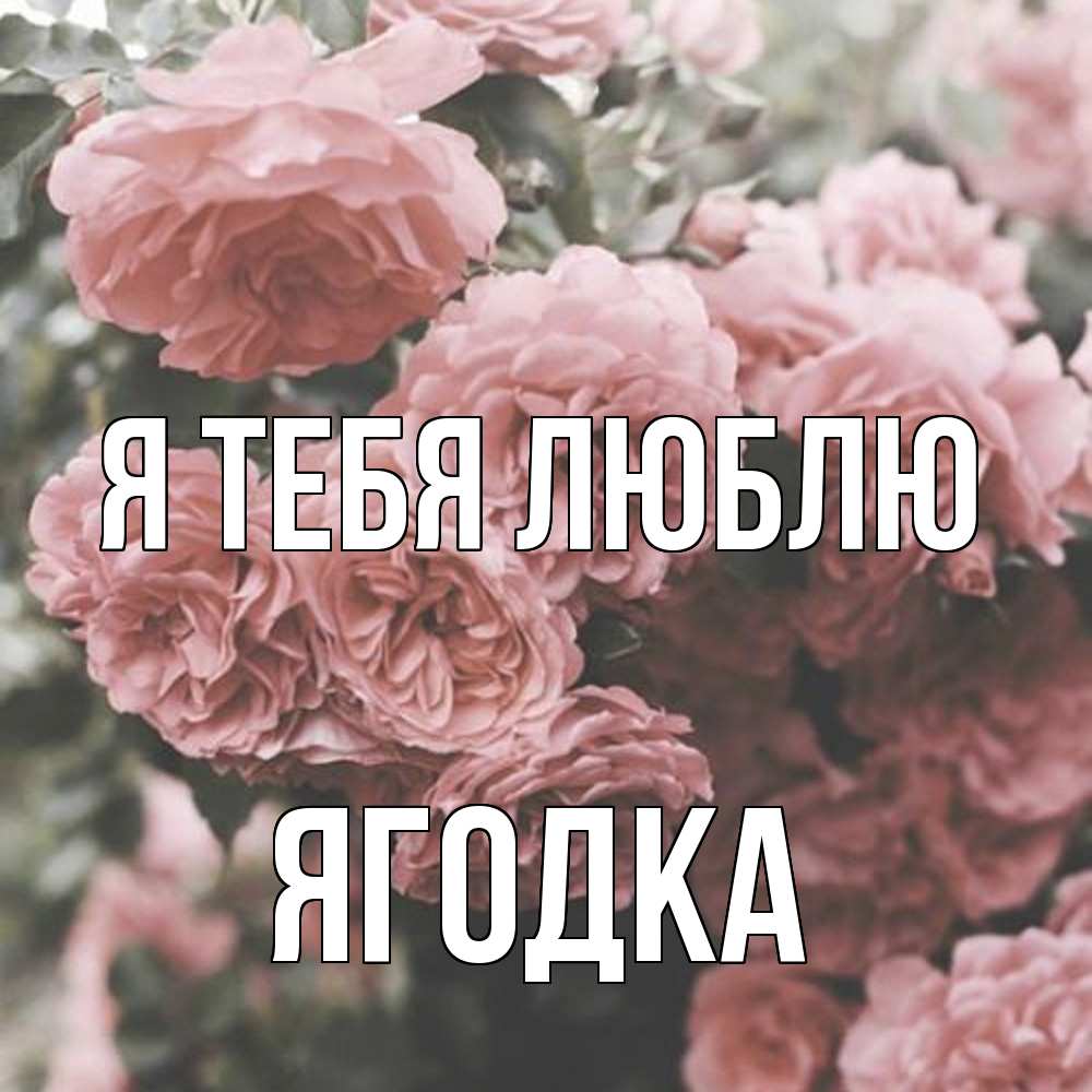 Открытка на каждый день с именем, ягодка Я тебя люблю розы 3 Прикольная открытка с пожеланием онлайн скачать бесплатно 