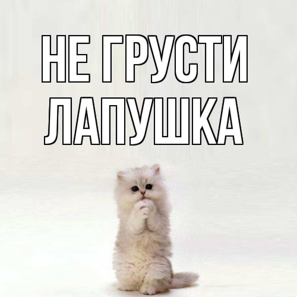 Открытка на каждый день с именем, лапушка Не грусти грустный кот Прикольная открытка с пожеланием онлайн скачать бесплатно 