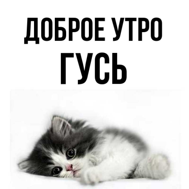 Картинка Доброе утро, Гусь