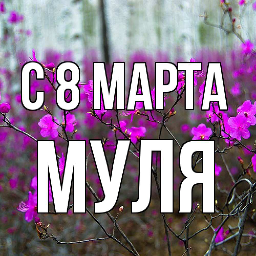 Открытка на каждый день с именем, Муля C 8 МАРТА дикие цветы Прикольная открытка с пожеланием онлайн скачать бесплатно 