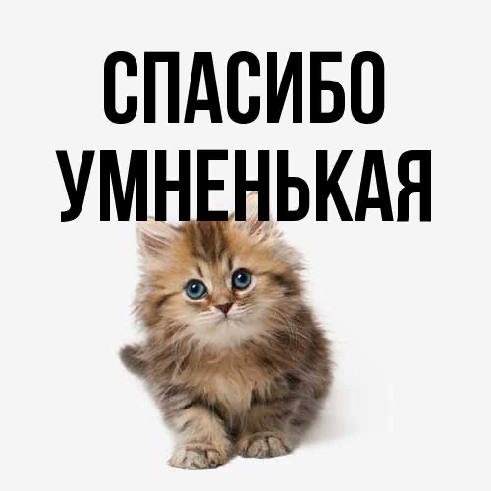 Открытка на каждый день с именем, Умненькая Спасибо пушистый котик Прикольная открытка с пожеланием онлайн скачать бесплатно 