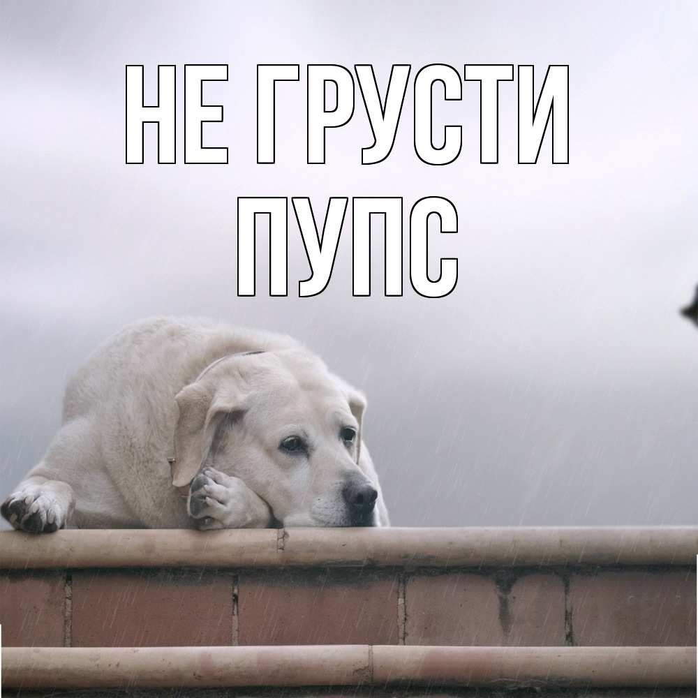 Открытка на каждый день с именем, Пупс Не грусти белый пес 1 Прикольная открытка с пожеланием онлайн скачать бесплатно 