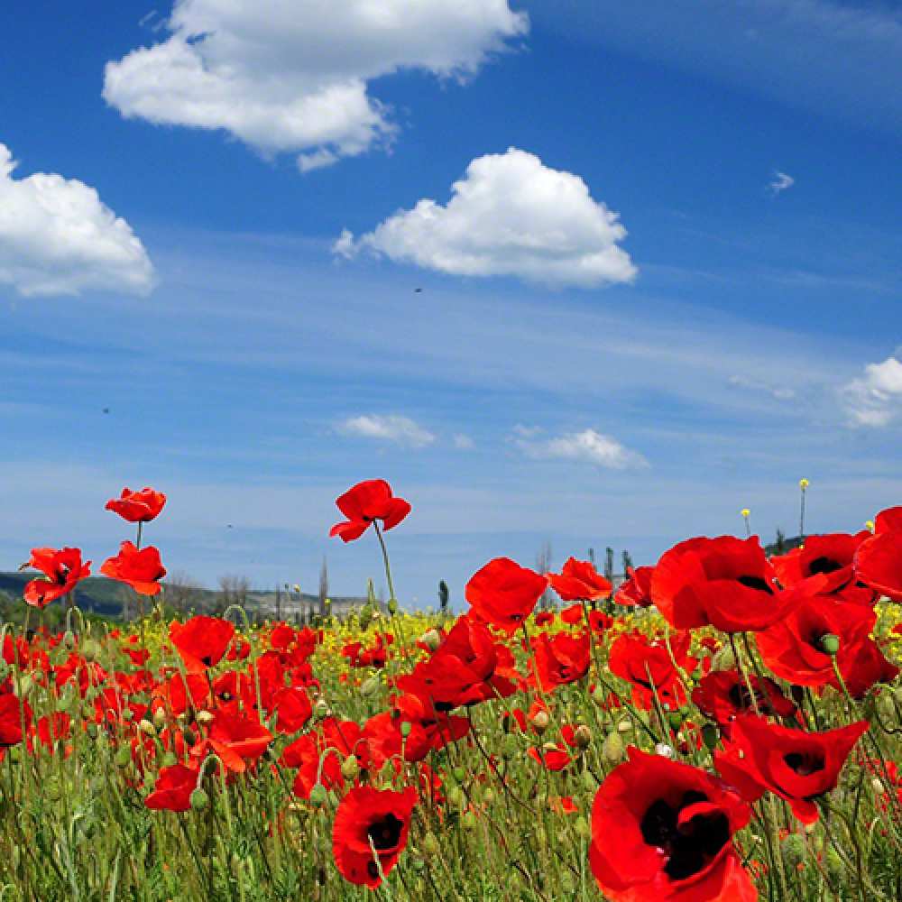 Открытка на каждый день с именем, Масяш C 8 МАРТА международный женский день 1 Прикольная открытка с пожеланием онлайн скачать бесплатно 