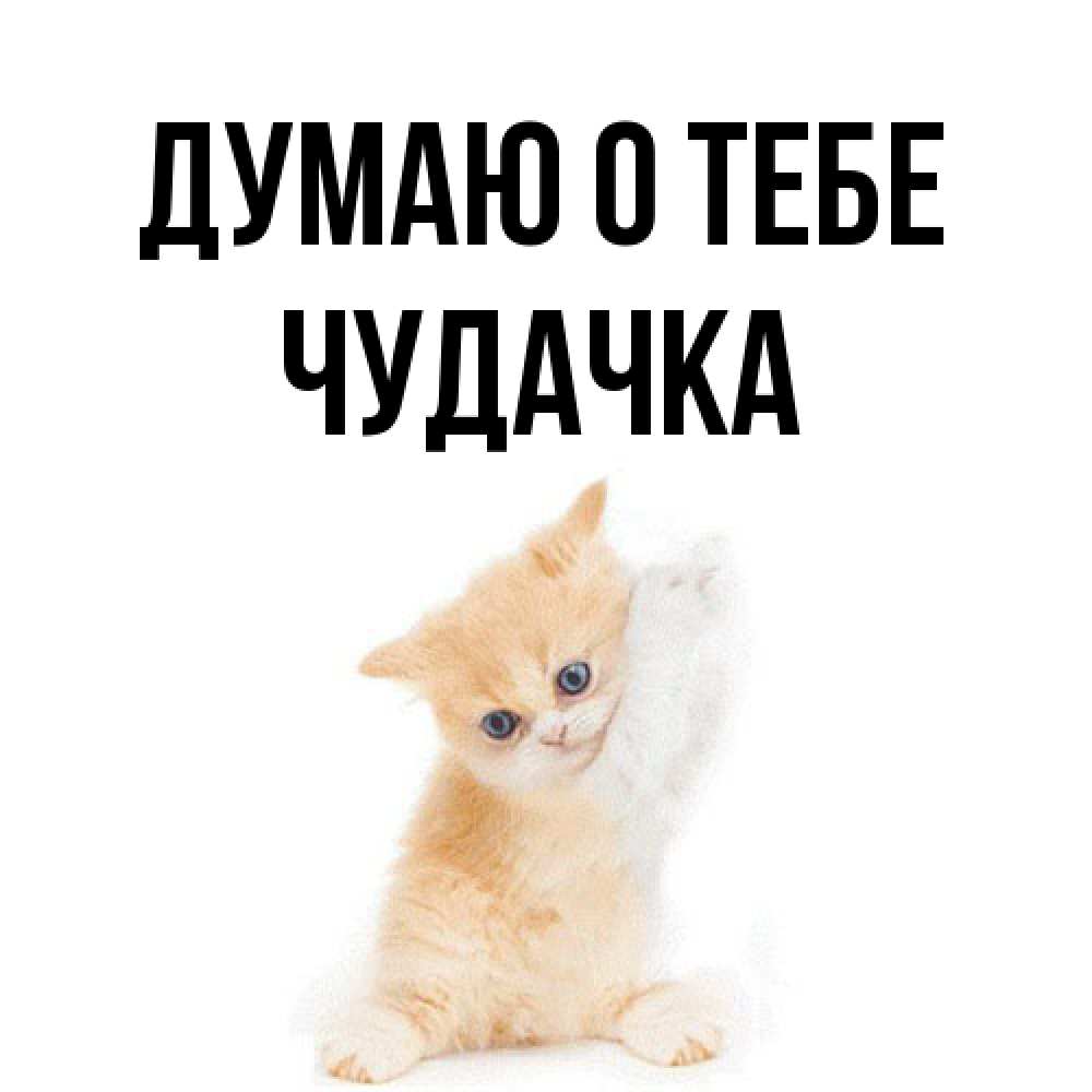 Открытка на каждый день с именем, Чудачка Думаю о тебе зверушки и милота Прикольная открытка с пожеланием онлайн скачать бесплатно 