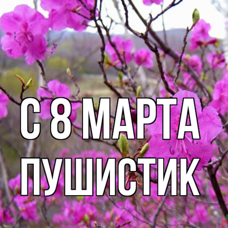 Картинка C 8 МАРТА, Пушистик