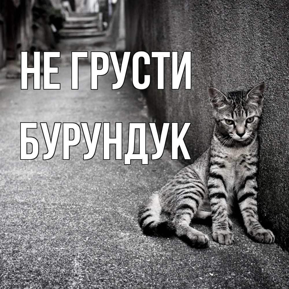 Открытка на каждый день с именем, Бурундук Не грусти скучающий котик Прикольная открытка с пожеланием онлайн скачать бесплатно 