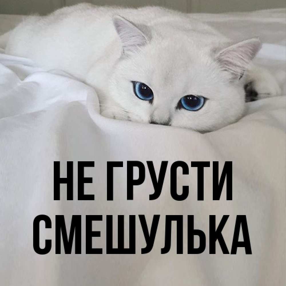 Открытка на каждый день с именем, Смешулька Не грусти Голубоглазая кошка Прикольная открытка с пожеланием онлайн скачать бесплатно 