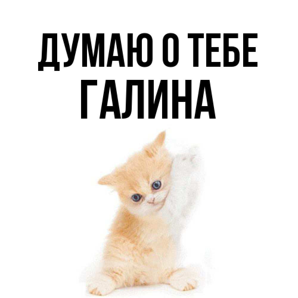 Открытка на каждый день с именем, галина Думаю о тебе зверушки и милота Прикольная открытка с пожеланием онлайн скачать бесплатно 