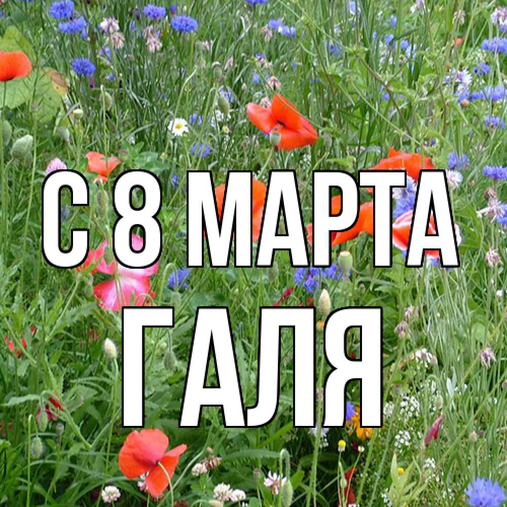 Открытка на каждый день с именем, Галя C 8 МАРТА международный женский день 4 Прикольная открытка с пожеланием онлайн скачать бесплатно 