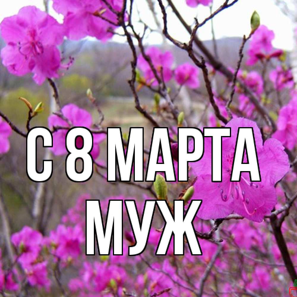 Открытка на каждый день с именем, Муж C 8 МАРТА международный женский день Прикольная открытка с пожеланием онлайн скачать бесплатно 