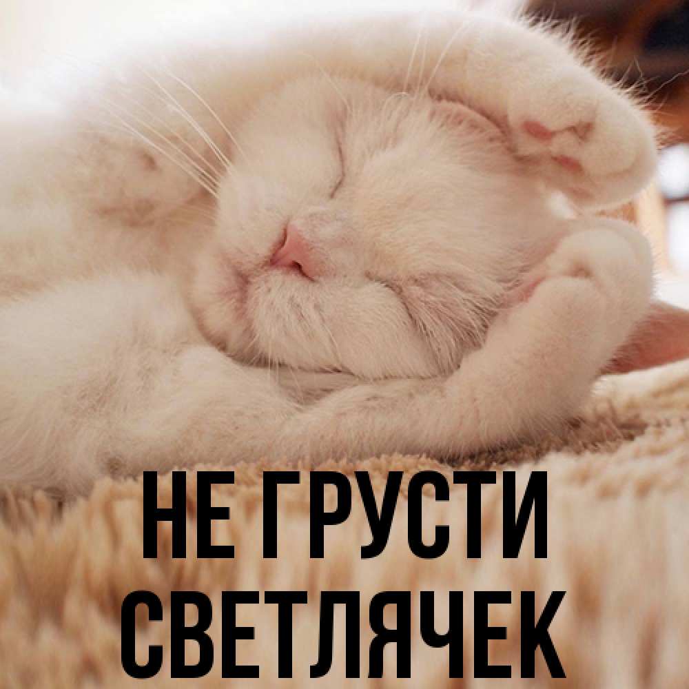Открытка на каждый день с именем, Светлячек Не грусти Котенок спит Прикольная открытка с пожеланием онлайн скачать бесплатно 