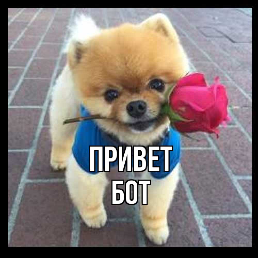 Открытка на каждый день с именем, Бот Привет роза в зубах у собаки Прикольная открытка с пожеланием онлайн скачать бесплатно 