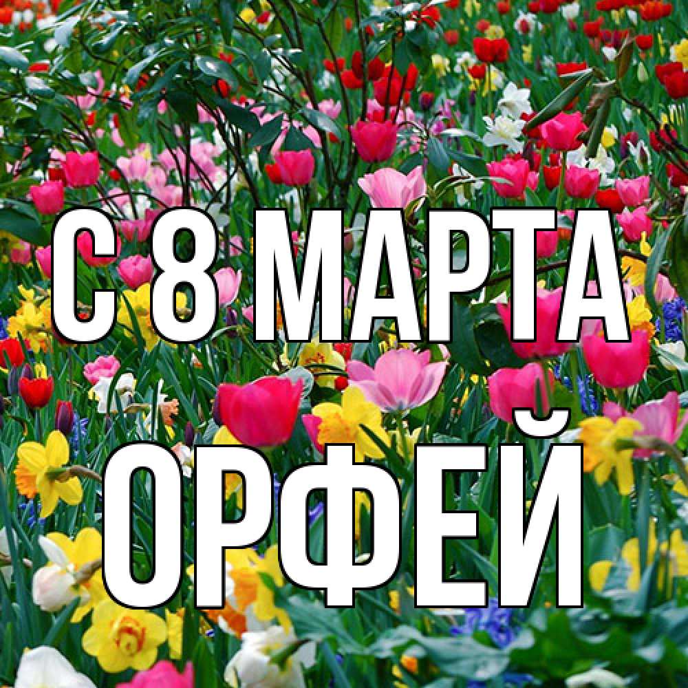 Открытка на каждый день с именем, Орфей C 8 МАРТА с международным женским днем поздравления для женщины Прикольная открытка с пожеланием онлайн скачать бесплатно 