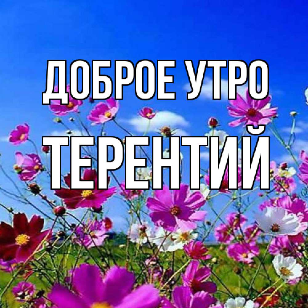 Открытка на каждый день с именем, Терентий Доброе утро сиреневые цветы Прикольная открытка с пожеланием онлайн скачать бесплатно 