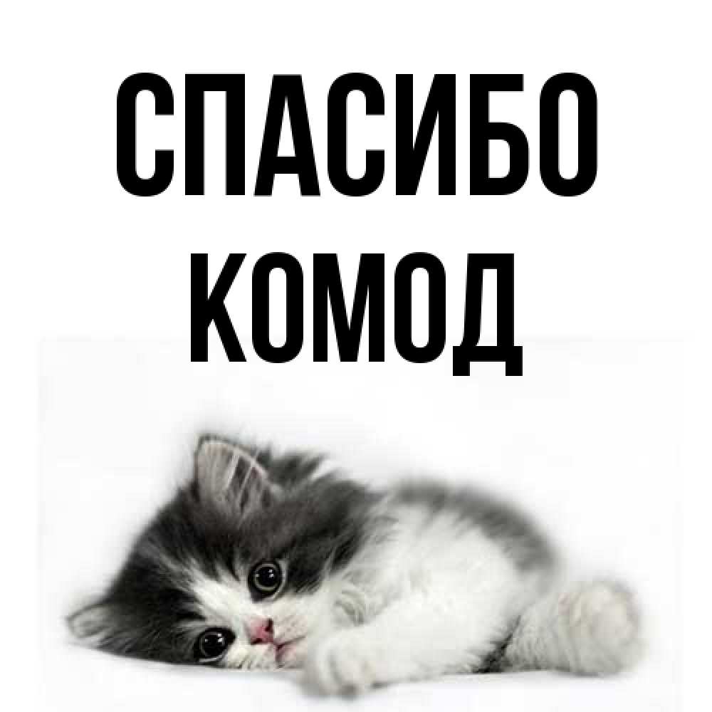 Открытка на каждый день с именем, Комод Спасибо черный и белый кот Прикольная открытка с пожеланием онлайн скачать бесплатно 