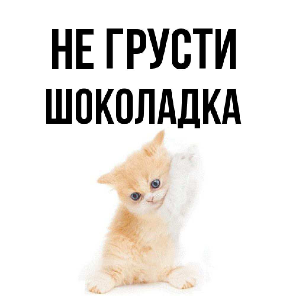 Открытка на каждый день с именем, Шоколадка Не грусти просящий кот Прикольная открытка с пожеланием онлайн скачать бесплатно 