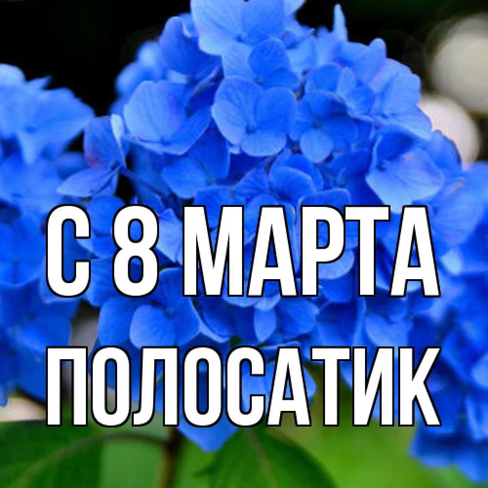 Открытка на каждый день с именем, полосатик C 8 МАРТА синие цветы Прикольная открытка с пожеланием онлайн скачать бесплатно 