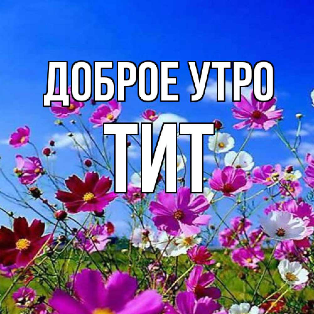 Открытка на каждый день с именем, Тит Доброе утро сиреневые цветы Прикольная открытка с пожеланием онлайн скачать бесплатно 