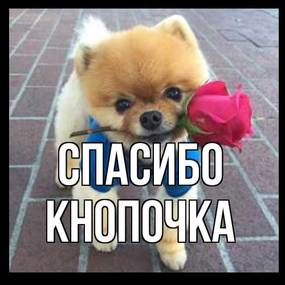 Открытка на каждый день с именем, Кнопочка Спасибо спасибо и дарю тебе цветок Прикольная открытка с пожеланием онлайн скачать бесплатно 