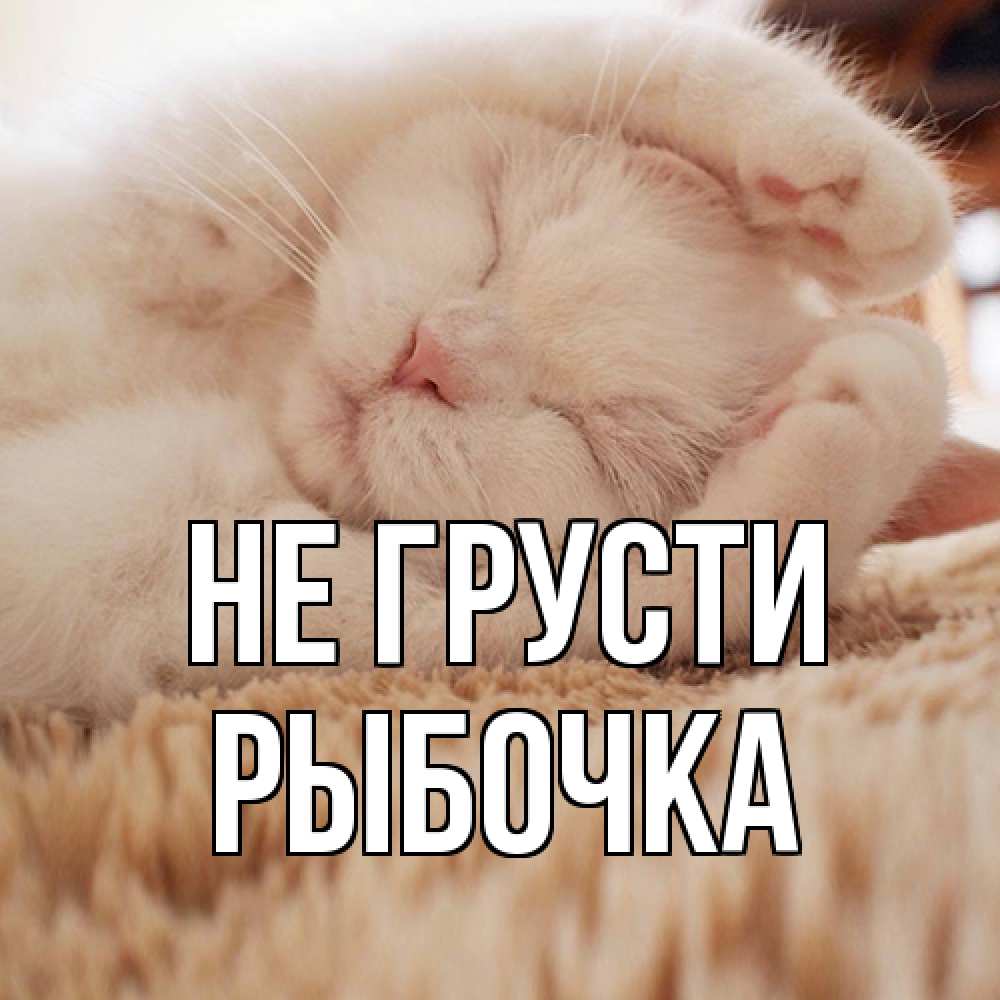 Открытка на каждый день с именем, рыбочка Не грусти белый кот Прикольная открытка с пожеланием онлайн скачать бесплатно 