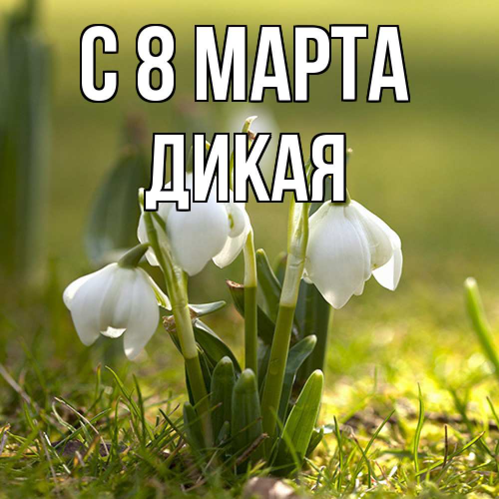 Открытка на каждый день с именем, дикая C 8 МАРТА ранние цветы 2 Прикольная открытка с пожеланием онлайн скачать бесплатно 