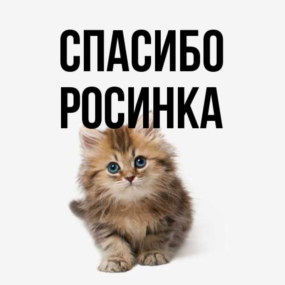 Открытка на каждый день с именем, Росинка Спасибо пушистый котик Прикольная открытка с пожеланием онлайн скачать бесплатно 