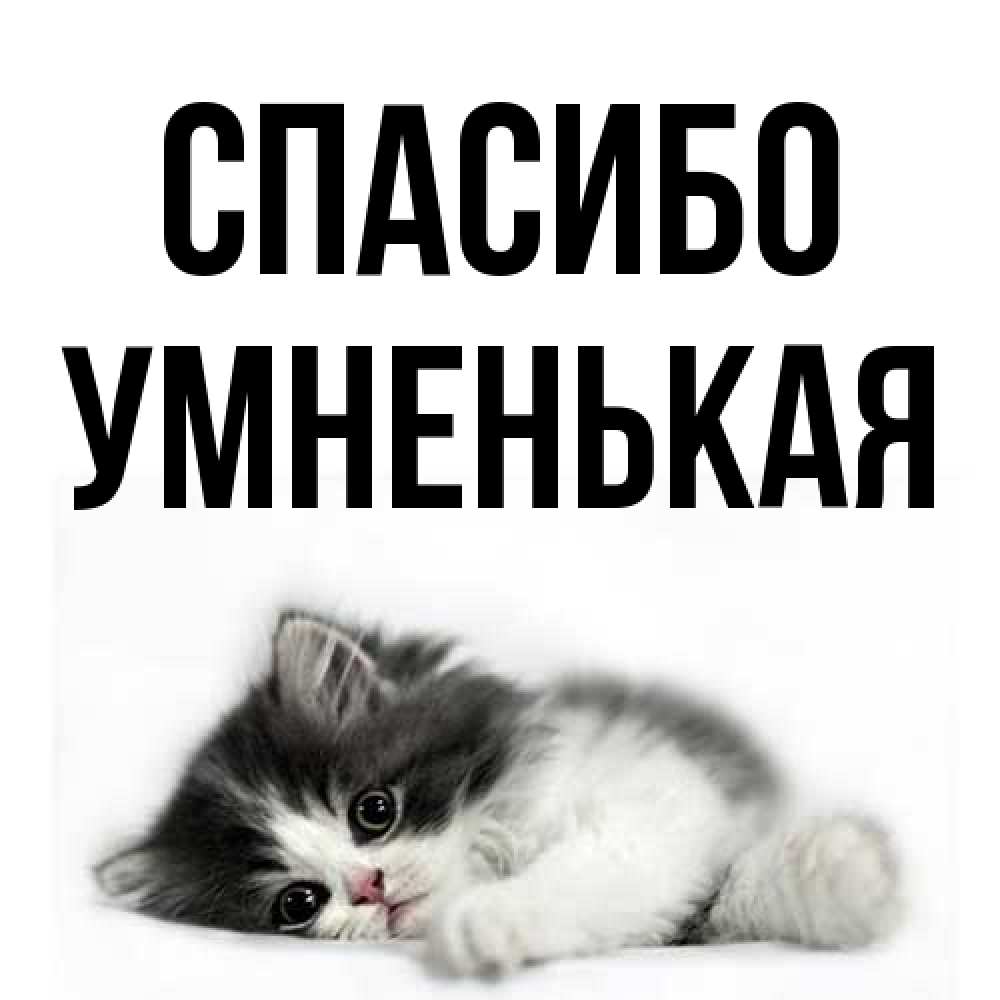 Открытка на каждый день с именем, Умненькая Спасибо черный и белый кот Прикольная открытка с пожеланием онлайн скачать бесплатно 