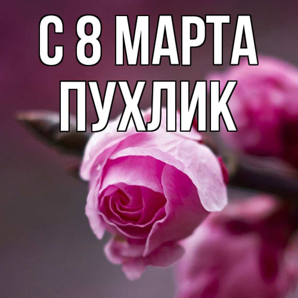 Открытка на каждый день с именем, пухлик C 8 МАРТА весна Прикольная открытка с пожеланием онлайн скачать бесплатно 