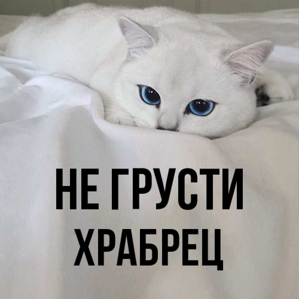 Открытка на каждый день с именем, Храбрец Не грусти Голубоглазая кошка Прикольная открытка с пожеланием онлайн скачать бесплатно 