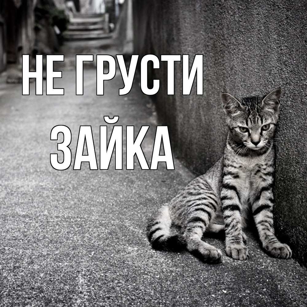 Открытка на каждый день с именем, Зайка Не грусти скучающий котик Прикольная открытка с пожеланием онлайн скачать бесплатно 