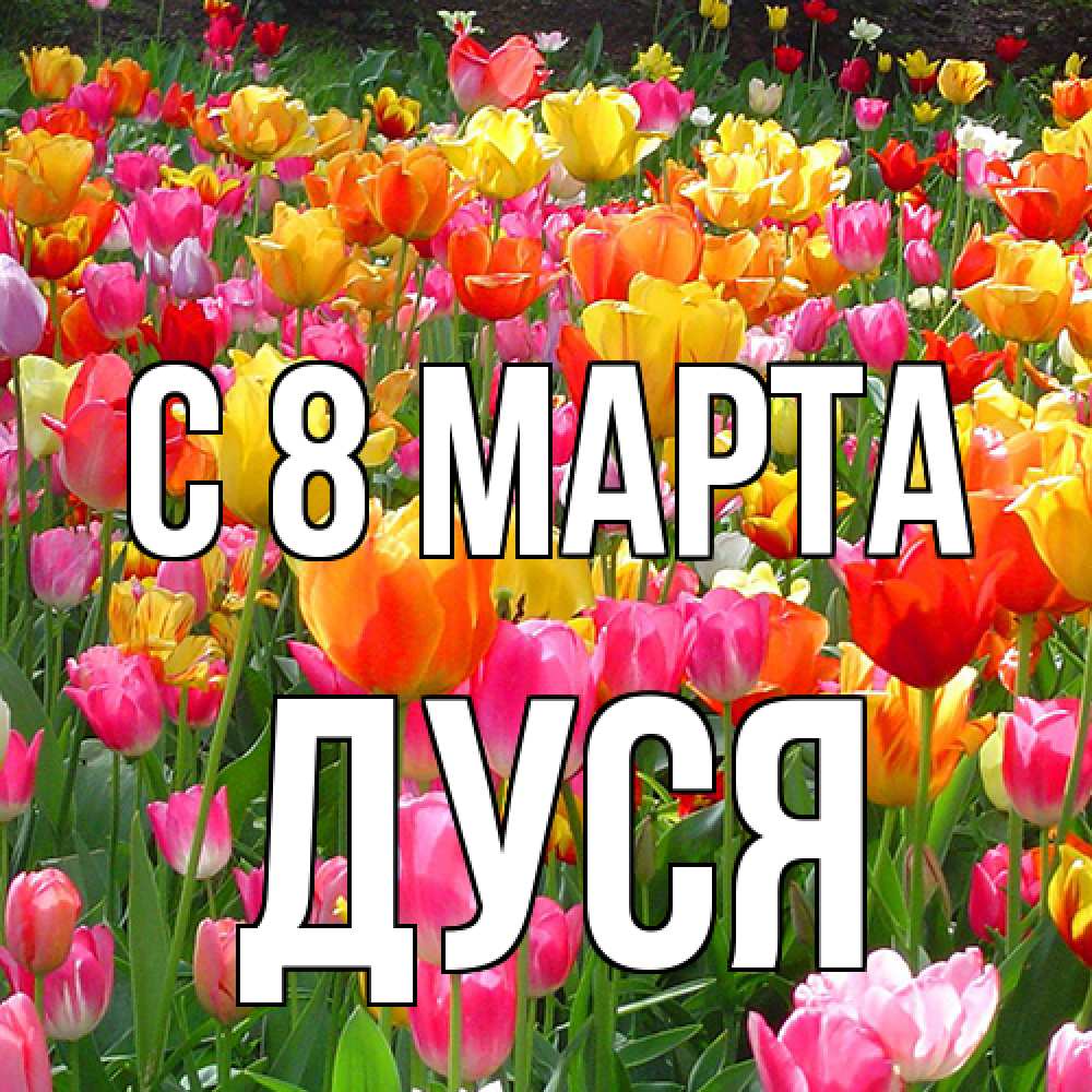 Открытка на каждый день с именем, Дуся C 8 МАРТА на международный женский день Прикольная открытка с пожеланием онлайн скачать бесплатно 