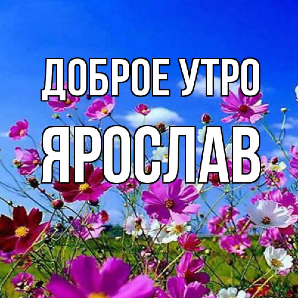 Открытка на каждый день с именем, Ярослав Доброе утро сиреневые цветы Прикольная открытка с пожеланием онлайн скачать бесплатно 
