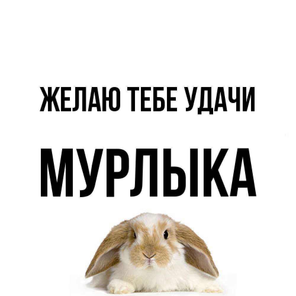 Открытка на каждый день с именем, мурлыка Желаю тебе удачи открытки с произвольным текстом который можно вставить в открытку и создать ее самостоятельно бесплатно онлайн Прикольная открытка с пожеланием онлайн скачать бесплатно 