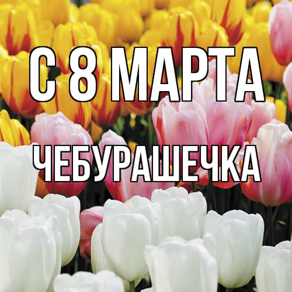 Открытка на каждый день с именем, Чебурашечка C 8 МАРТА разноцветные цветы Прикольная открытка с пожеланием онлайн скачать бесплатно 