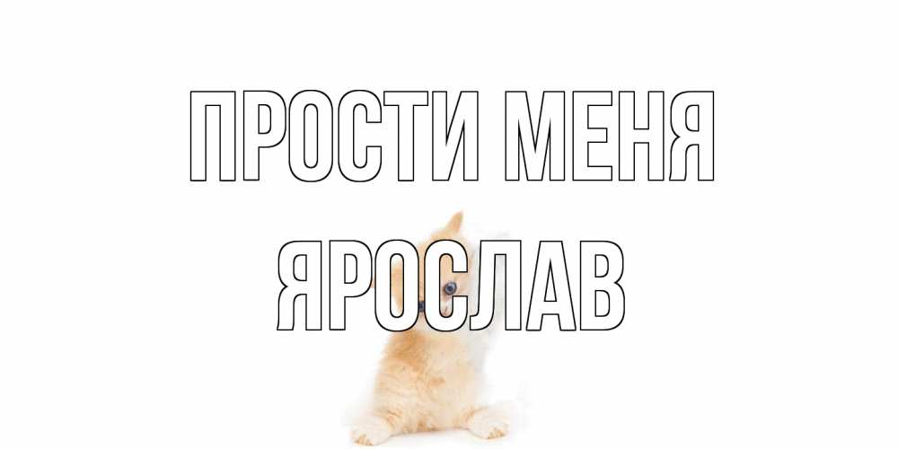 Открытка на каждый день с именем, Ярослав Прости меня кот Прикольная открытка с пожеланием онлайн скачать бесплатно 