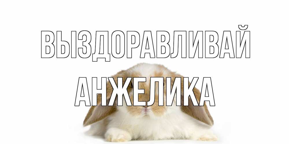 Открытка на каждый день с именем, Анжелика Выздоравливай вислоухий кролик белого и коричневого цвета Прикольная открытка с пожеланием онлайн скачать бесплатно 