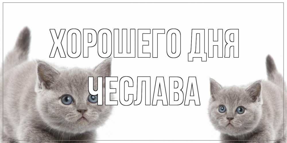 Открытка на каждый день с именем, Чеслава Хорошего дня открытка с котами Прикольная открытка с пожеланием онлайн скачать бесплатно 