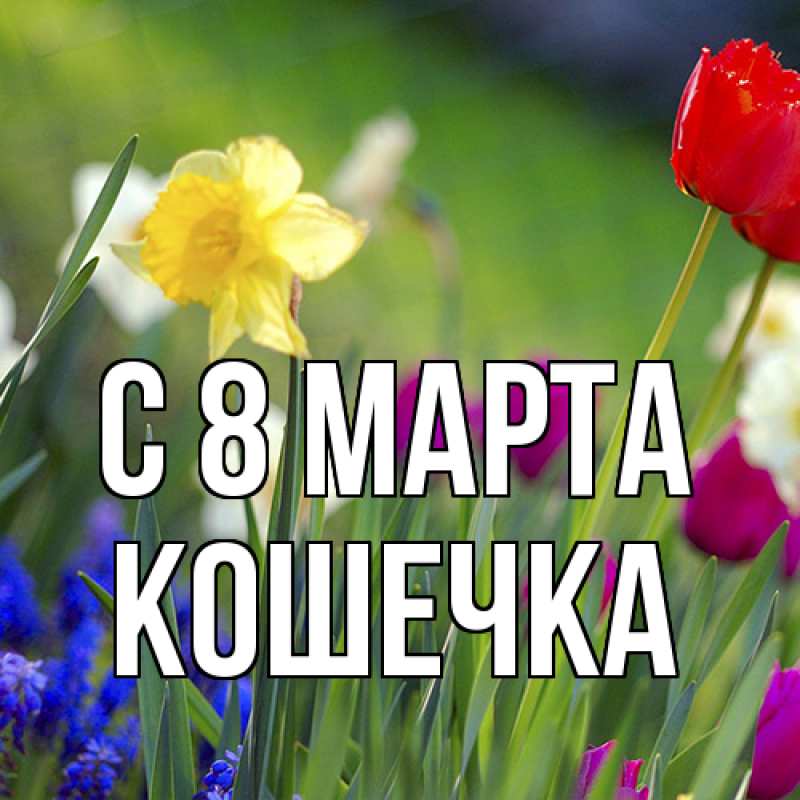 Картинка C 8 МАРТА, кошечка