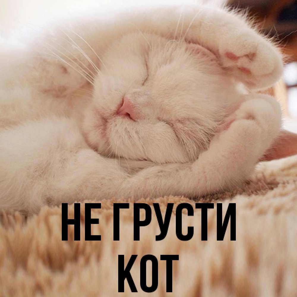 Открытка на каждый день с именем, Кот Не грусти Котенок спит Прикольная открытка с пожеланием онлайн скачать бесплатно 