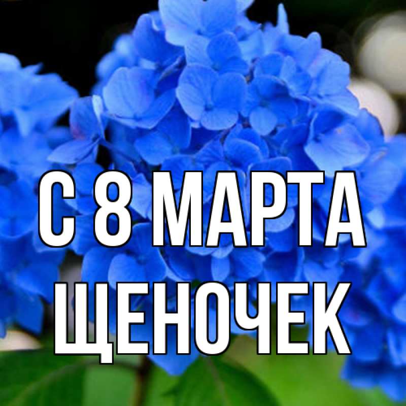 Картинка C 8 МАРТА, Щеночек