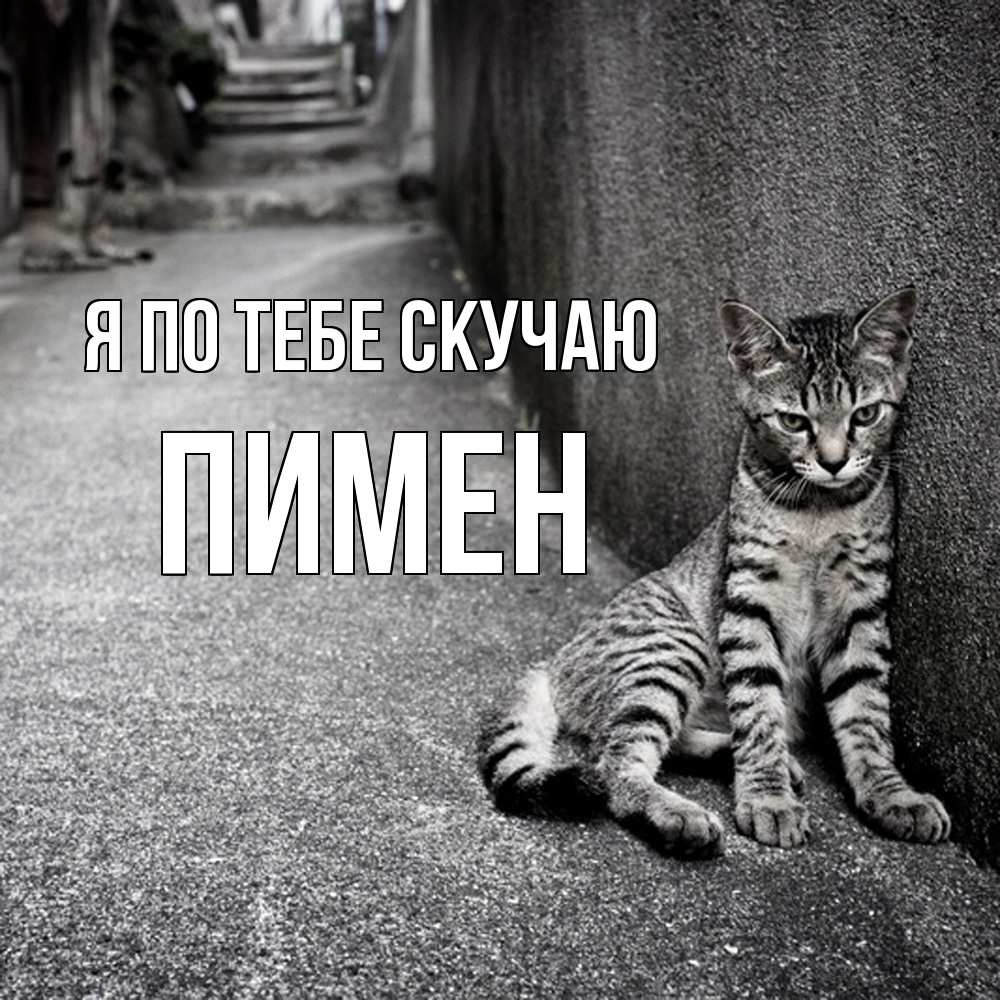 Открытка на каждый день с именем, Пимен Я по тебе скучаю одиноко котику Прикольная открытка с пожеланием онлайн скачать бесплатно 